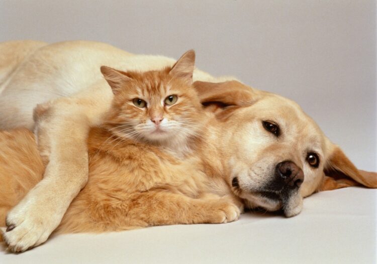 Paws for a Cause: Neenah Animal Shelter image